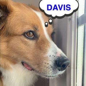 Meet your Posher, Davis